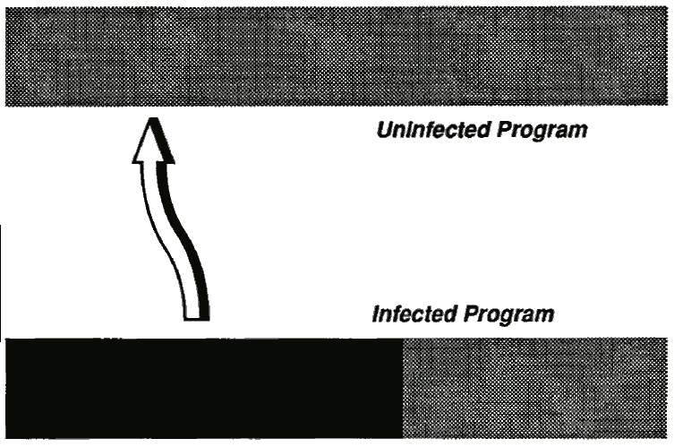 Figure 1: Shell Virus Infection