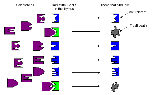 Figure 3: Censoring T cells in the thymus.